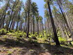 Forest treatments and landscape fire in Northwest Cascadia