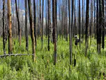 Western Fire & Forest Resilience Collaborative